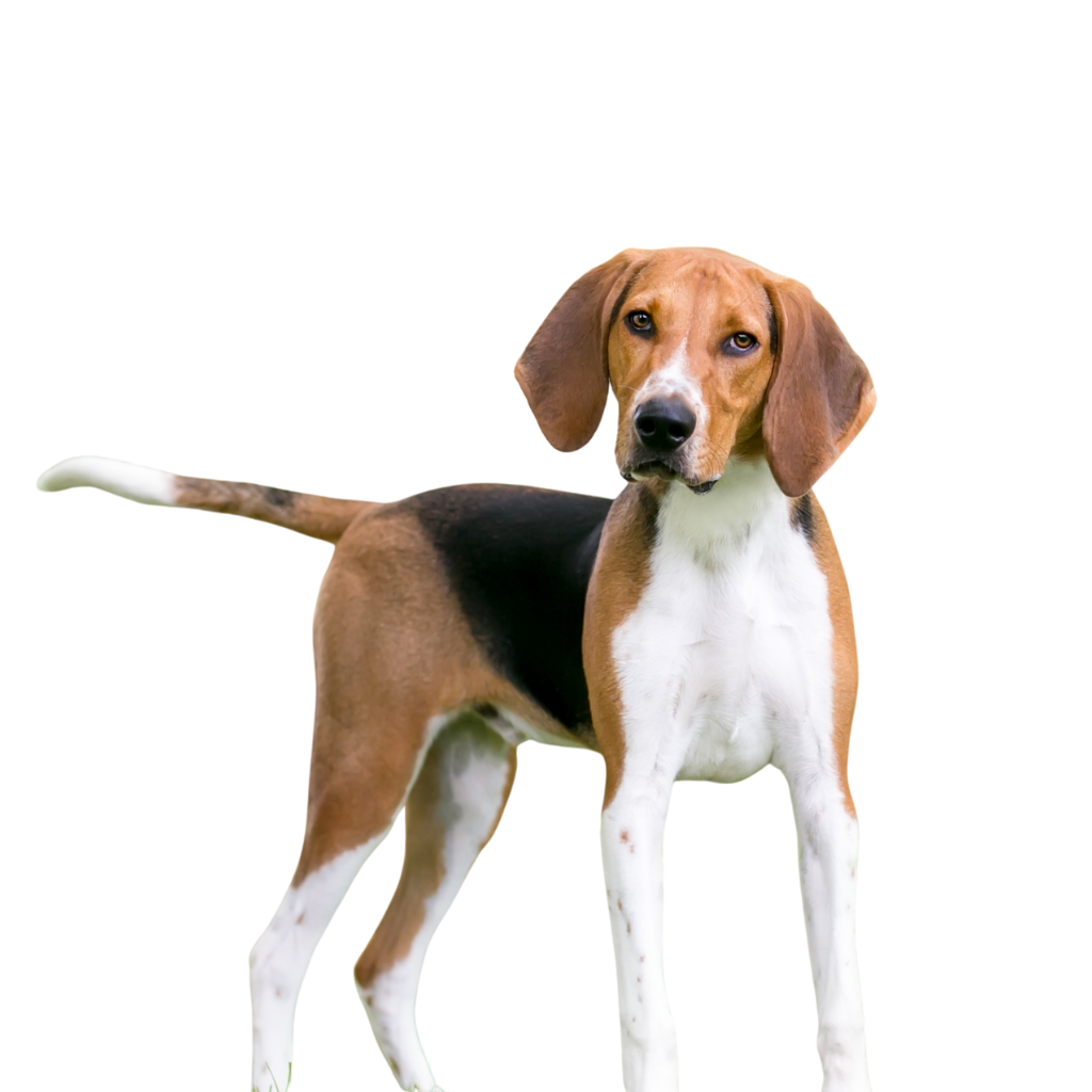 American Foxhound (ou Foxhound Américain)