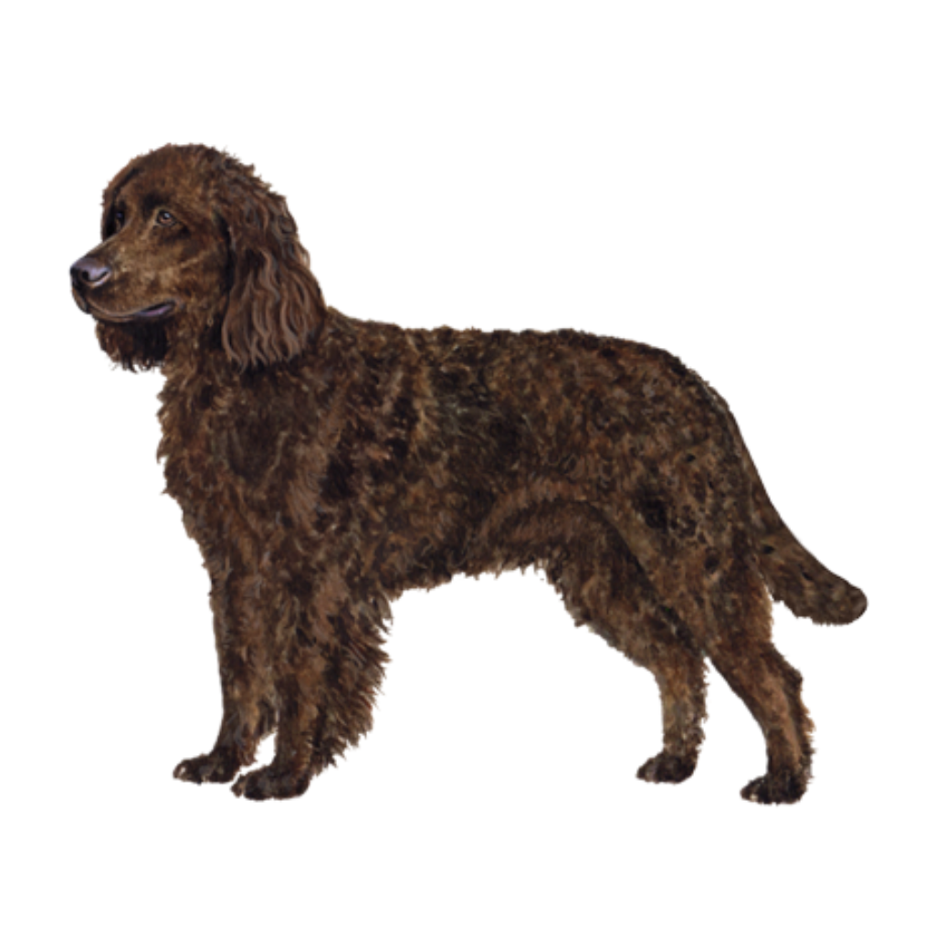 American Water Spaniel (Perro de Agua Americano)