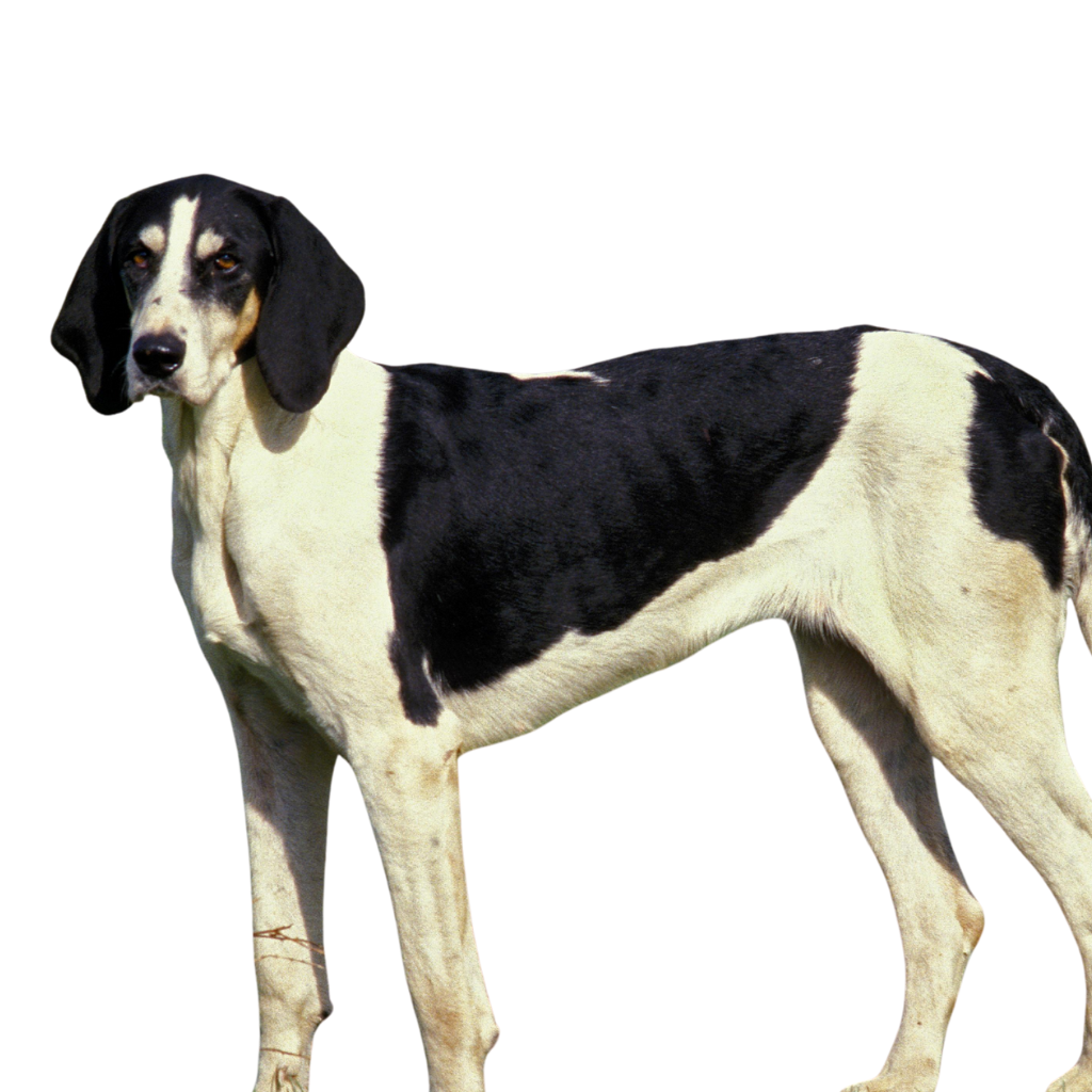 Anglo-French Small Hound