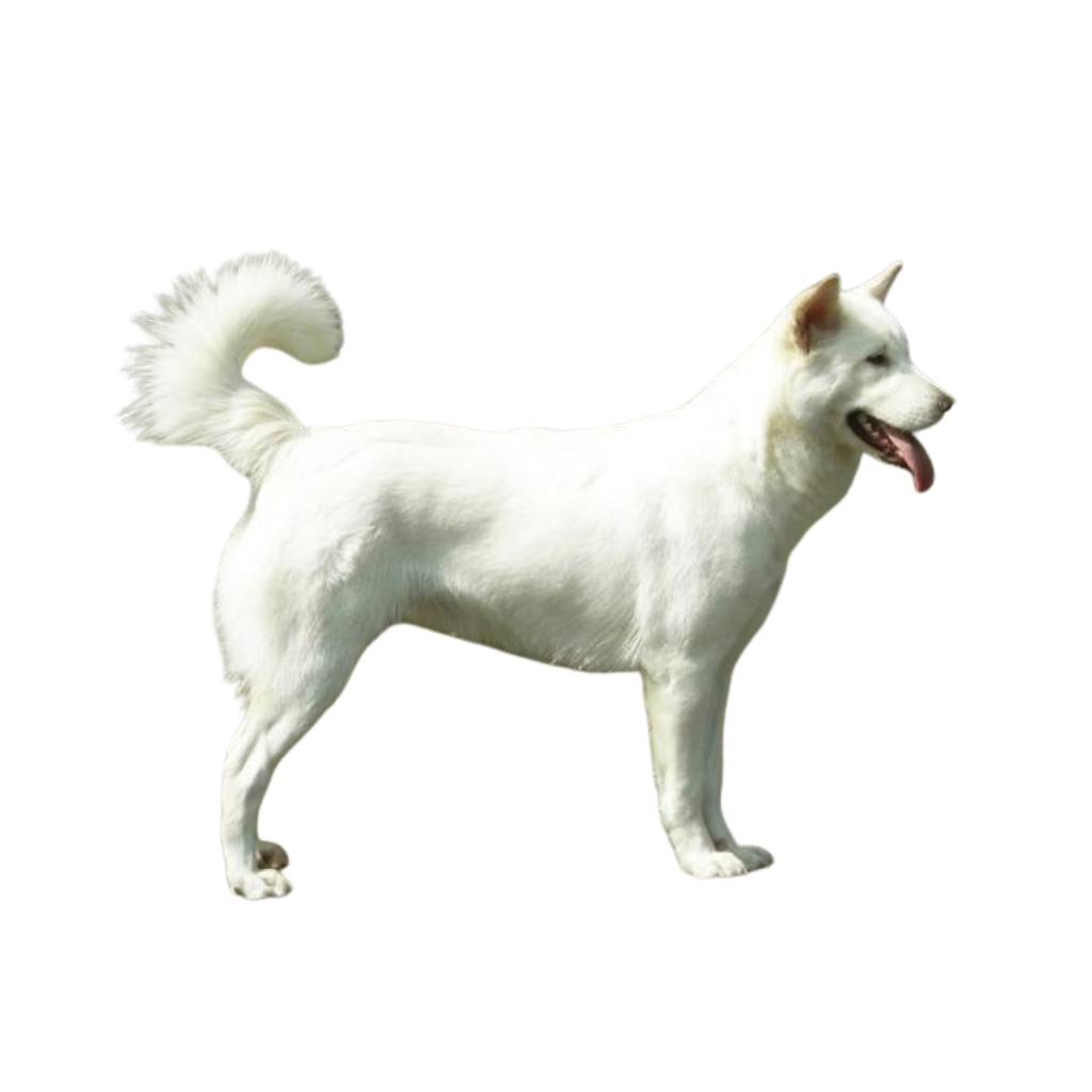 Anjing Kintamani-Bali (Ou Chien de Kintamani) 