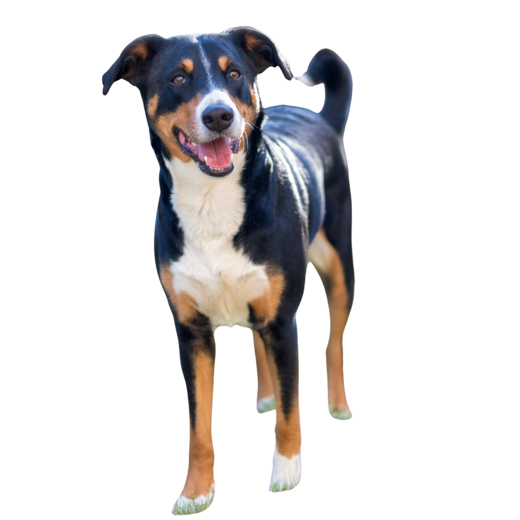 Appenzeller Sennenhund (ou Bouvier Appenzell, Bouvier de l'Appenzell, Bouvier Appenzellois)