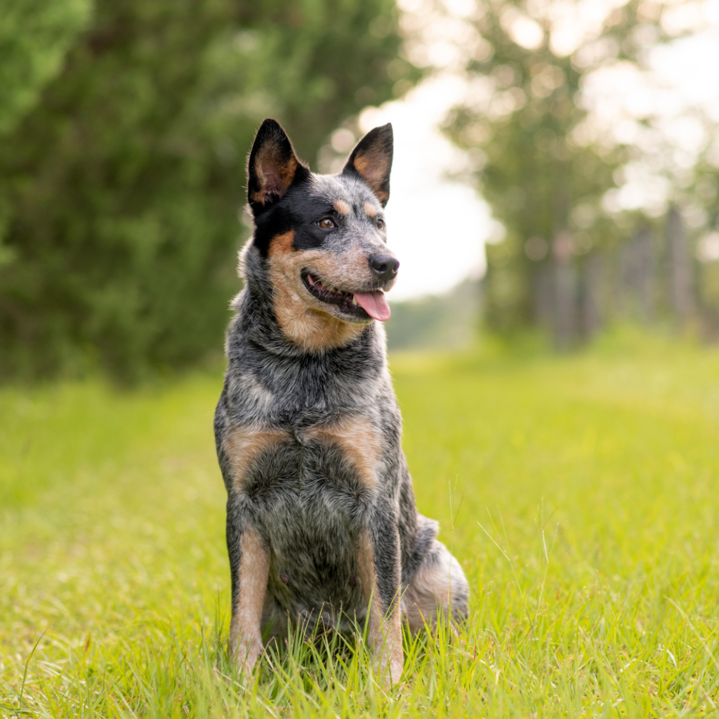 Australian Cattle Dog (ou Bouvier Australien, Bouvier d'Australie) 