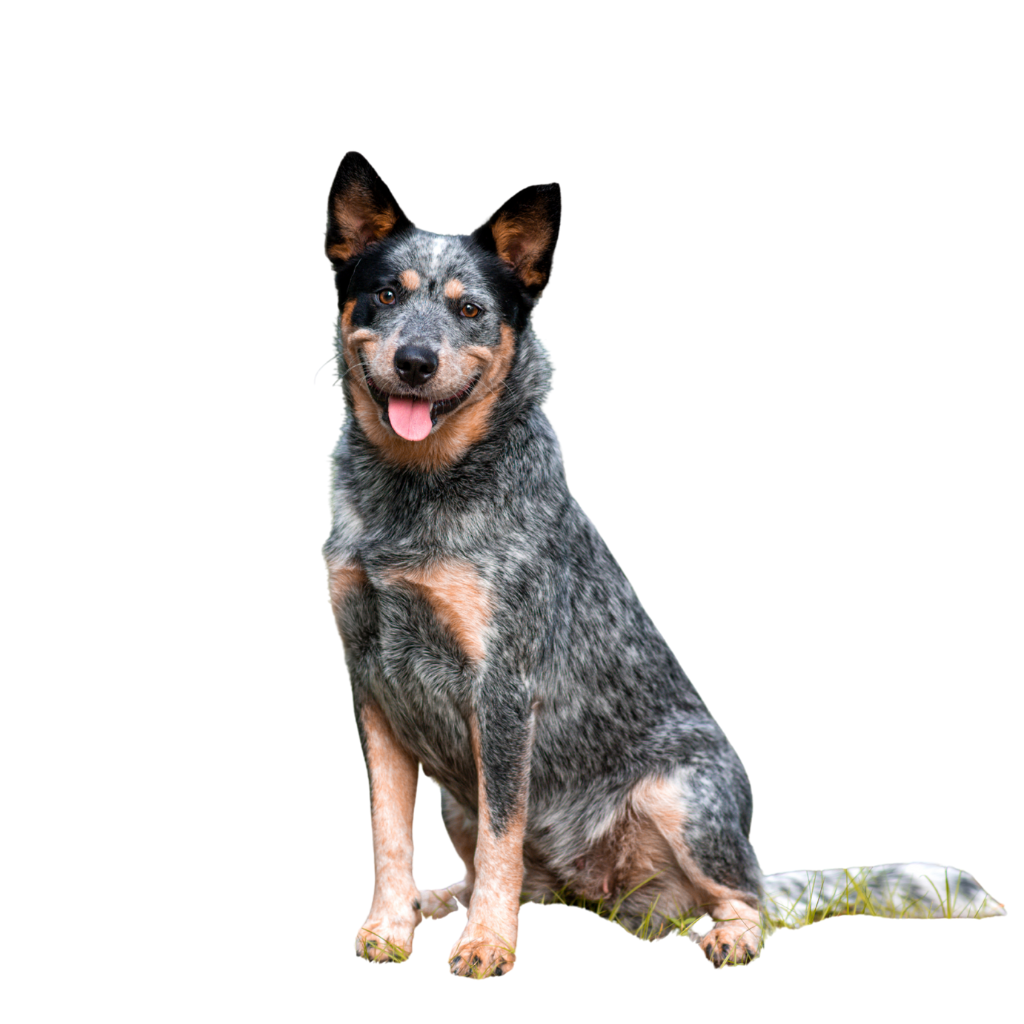 Australian Cattle Dog (ou Bouvier Australien, Bouvier d'Australie) 