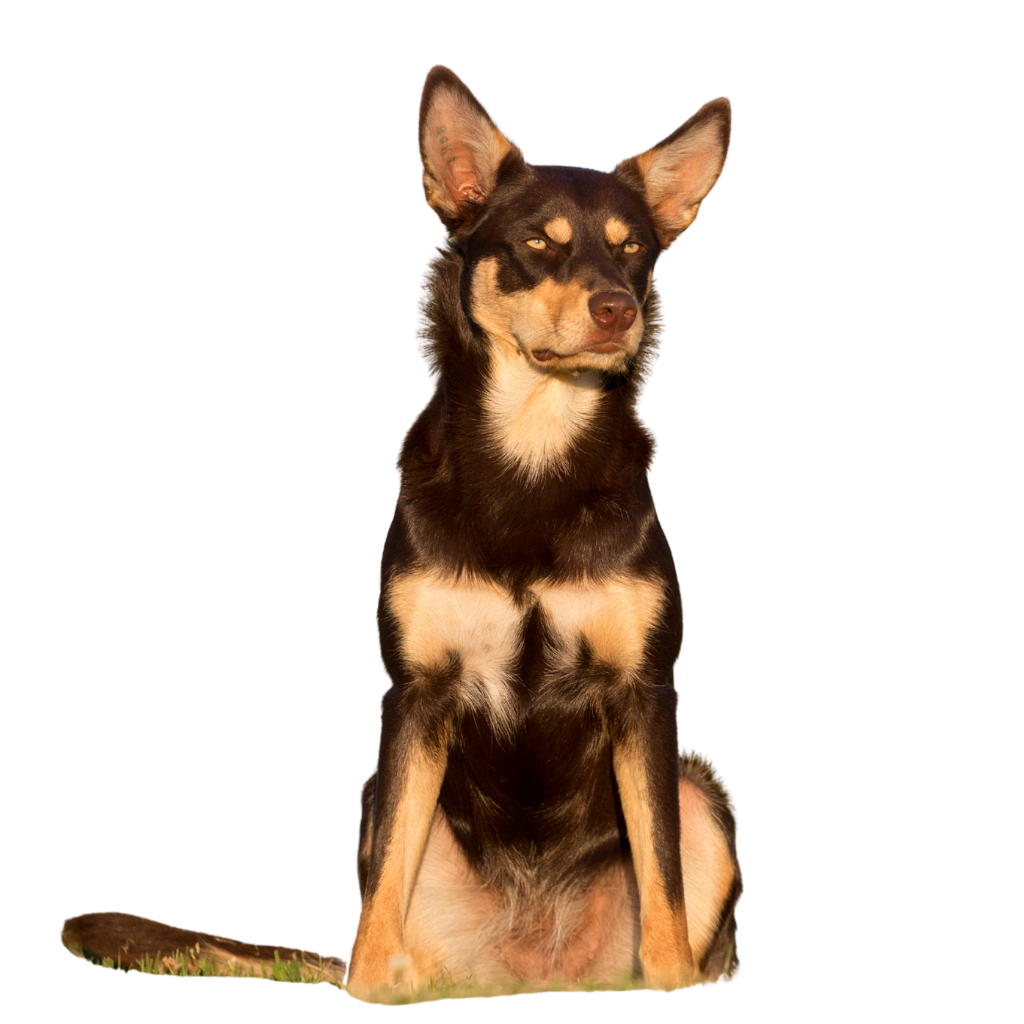 Australian Kelpie (ou Kelpie Australien) 