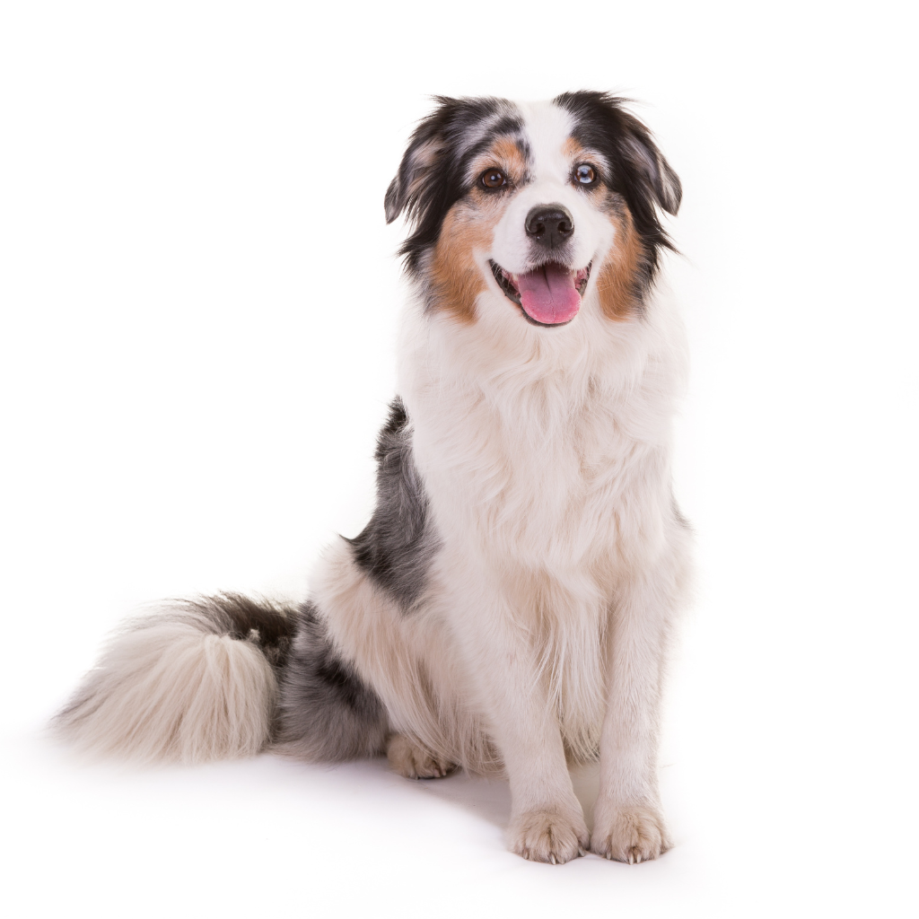 Australian Shepherd (Aussie)