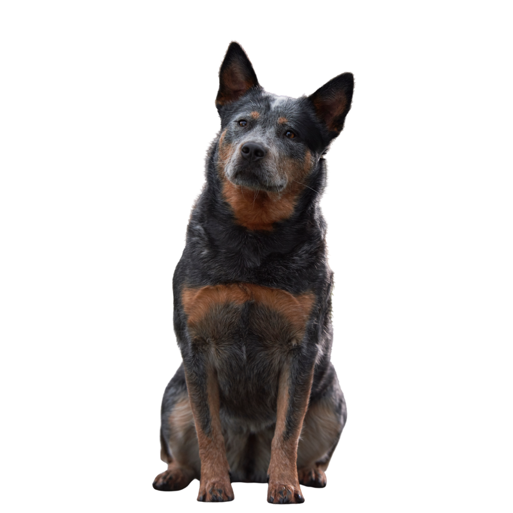 Australian Stumpy Tail Cattle Dog (ou Stumpy Tail Cattle Dog, Bouvier Australien Courte Queue) 