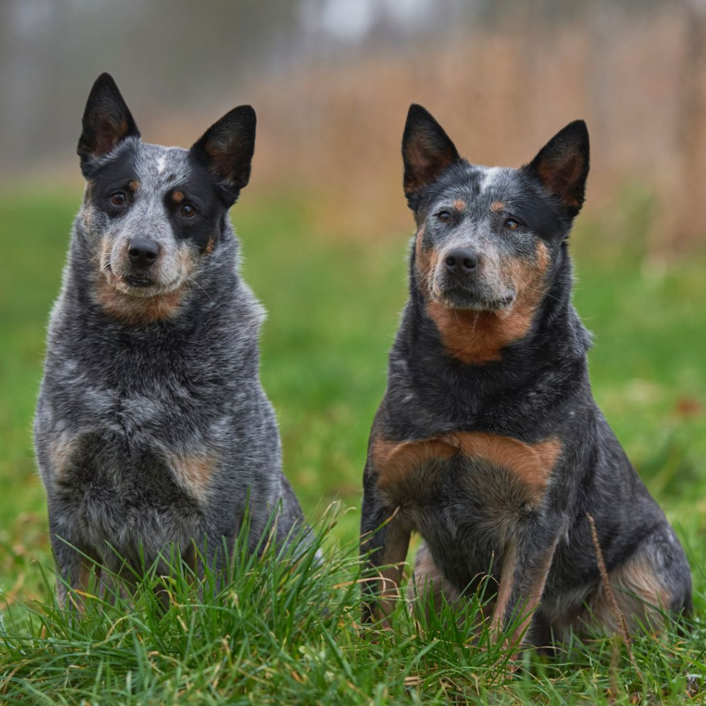 Australian Stumpy Tail Cattle Dog (o Stumpy Tail Cattle Dog, Boyero Australiano de Cola Corta)