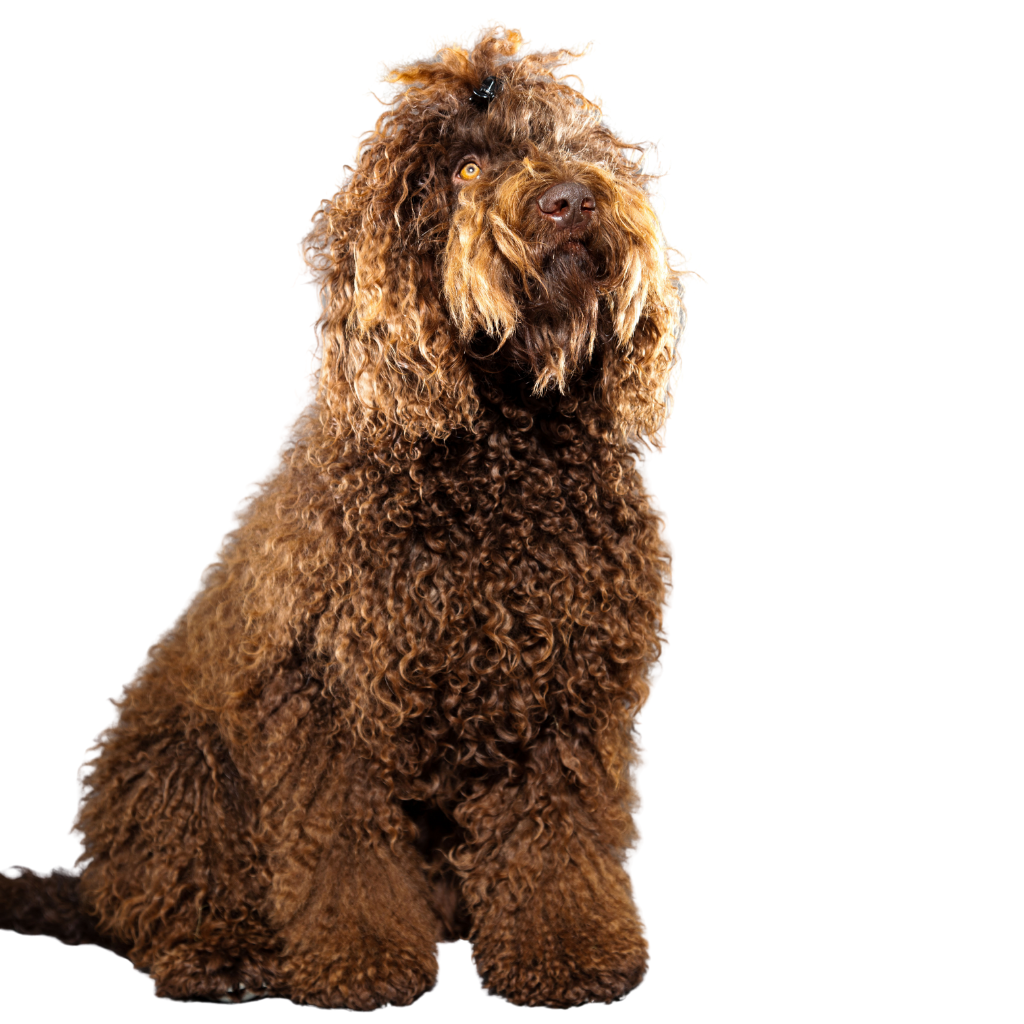 Barbet