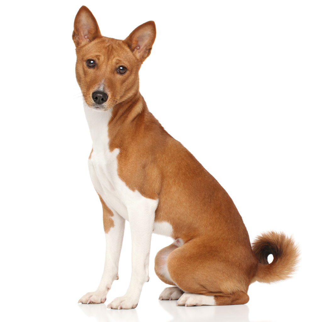 Basenji (o Terrier del Congo, Terrier Nyam-Nyam)