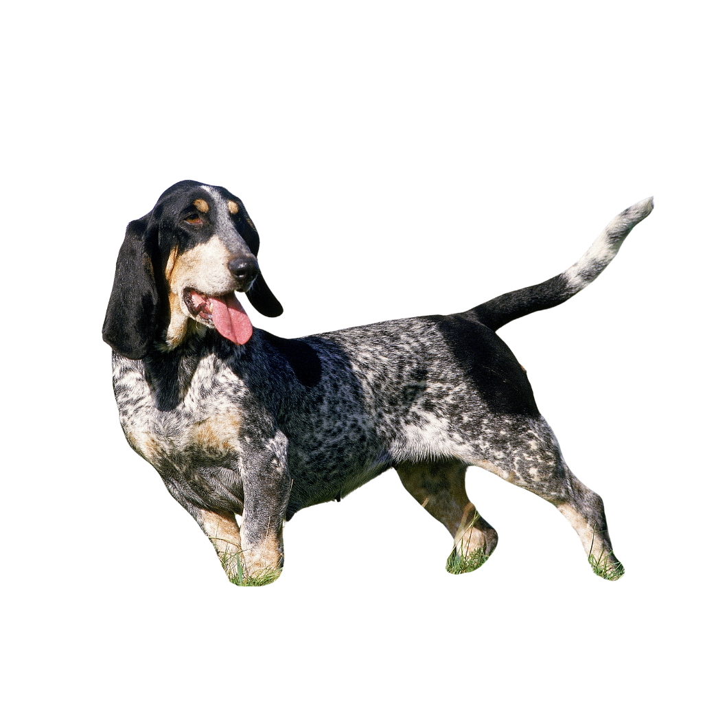 Basset Bleu de Gascogne