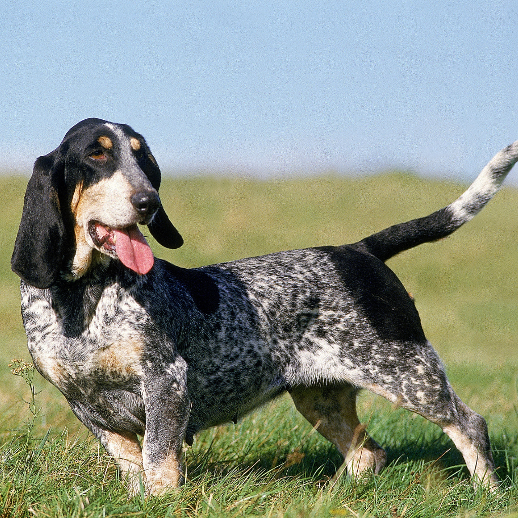 Basset Bleu de Gascogne