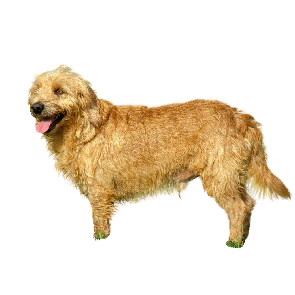 Basset Fauve De Bretagne