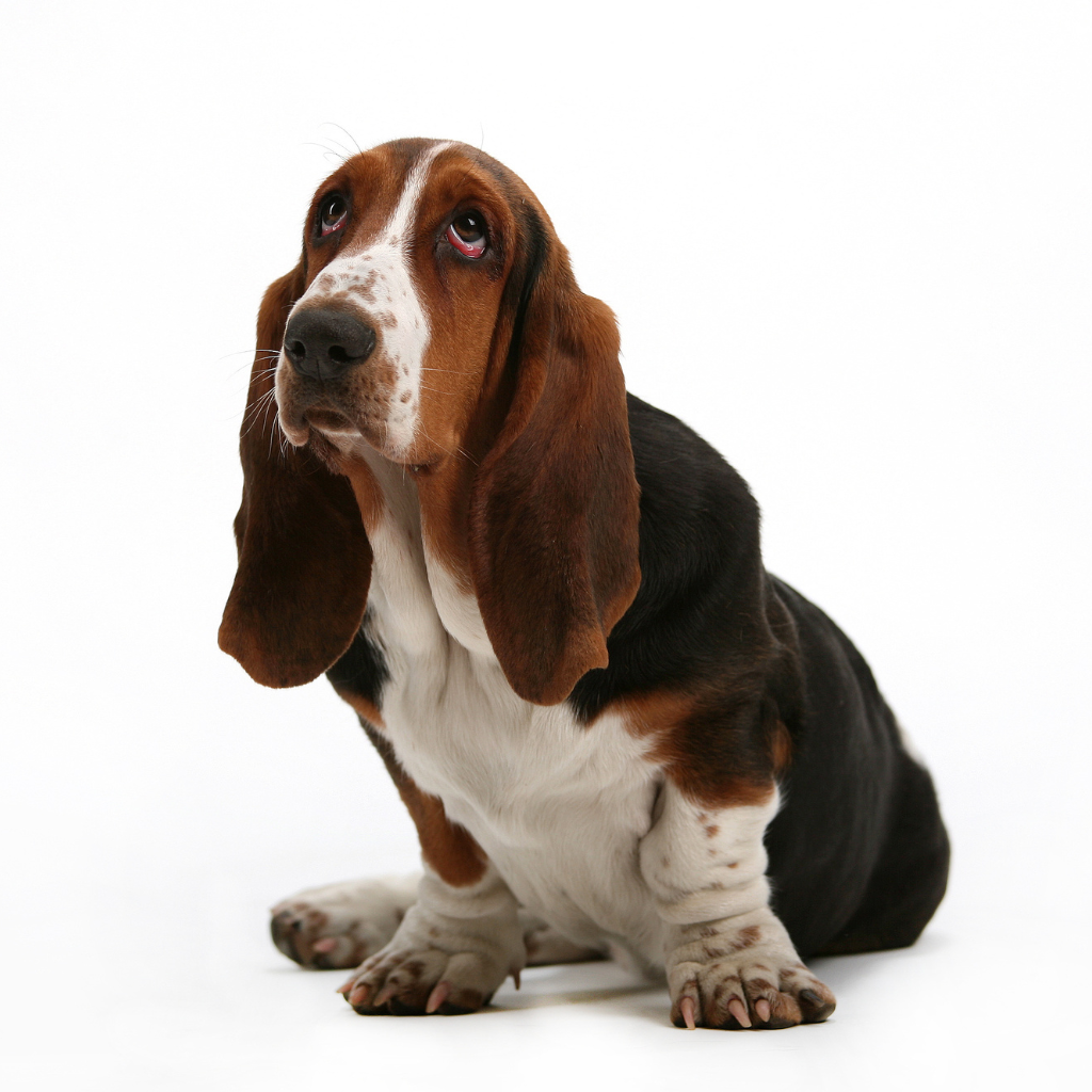 Basset Hound