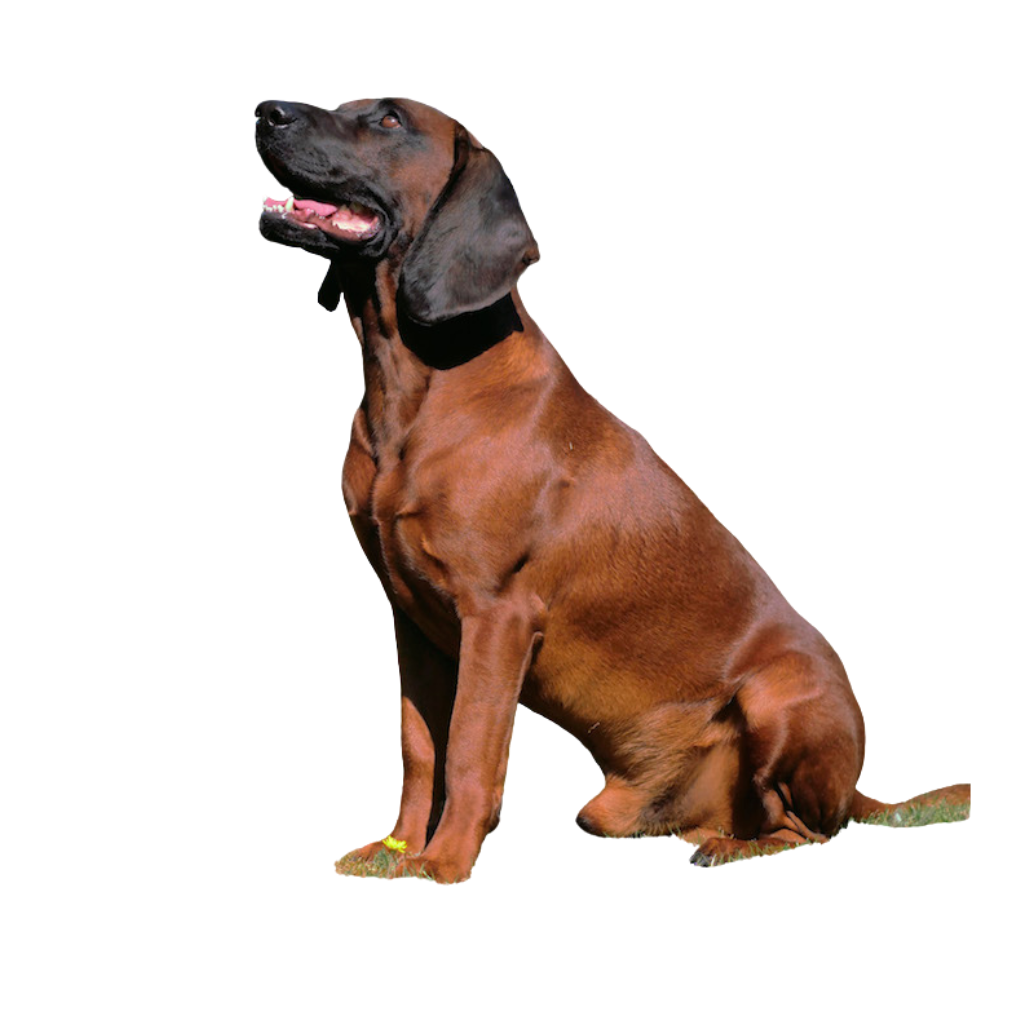 Bayerischer Gebirgsschweisshund (ou Chien rouge de Bavière)