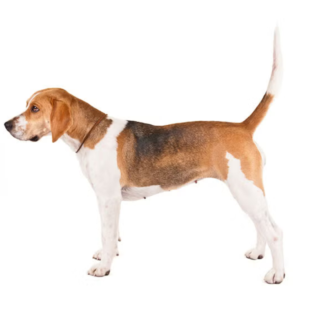 Beagle Harrier