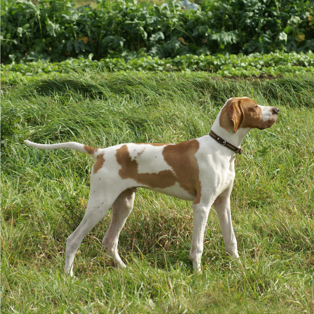 Beagle Harrier