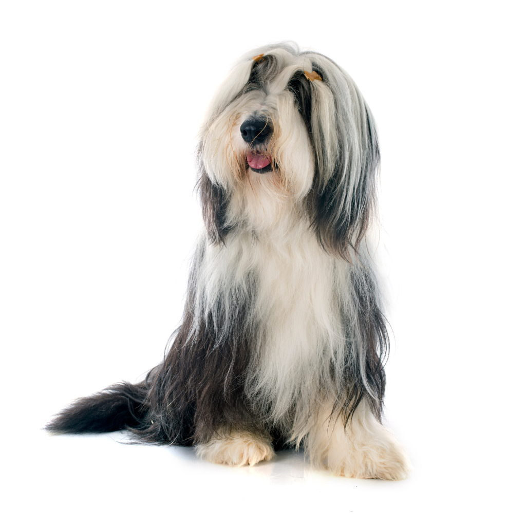 Bearded Collie (ou Collie Barbu) 