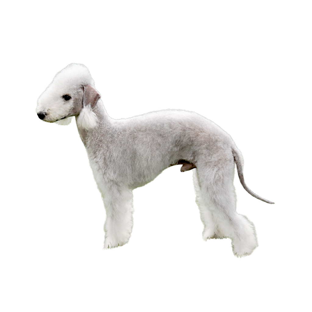 Bedlington Terrier (ou Terrier de Bedlington)