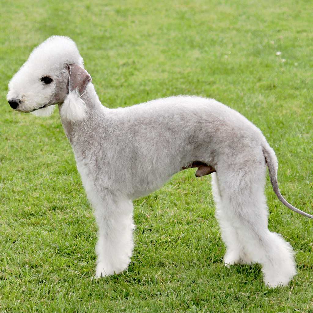 Bedlington Terrier (ou Terrier de Bedlington)