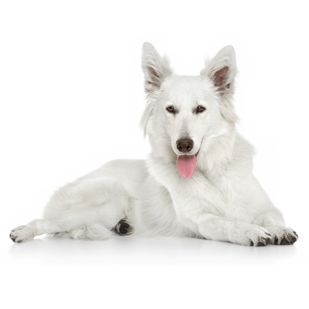 Berger Blanc Suisse