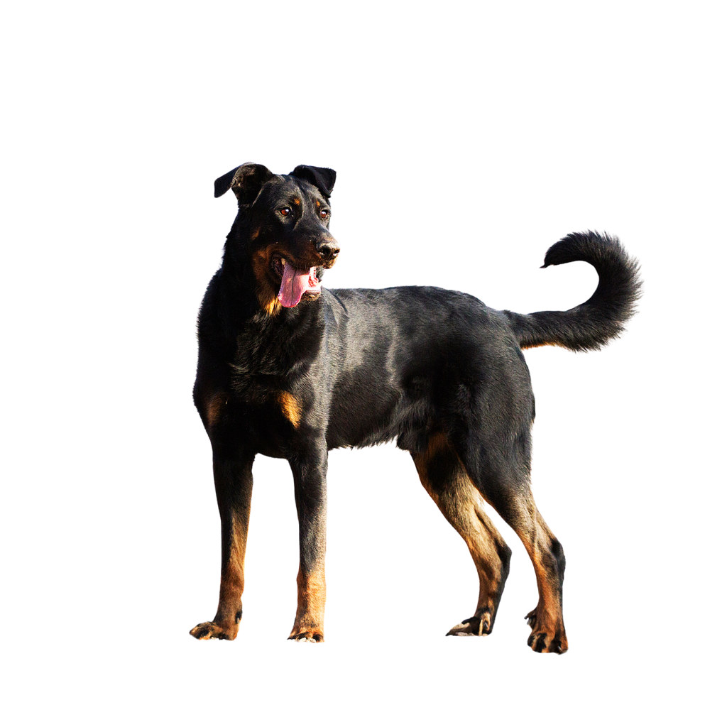 Beauceron (Berger de Beauce)