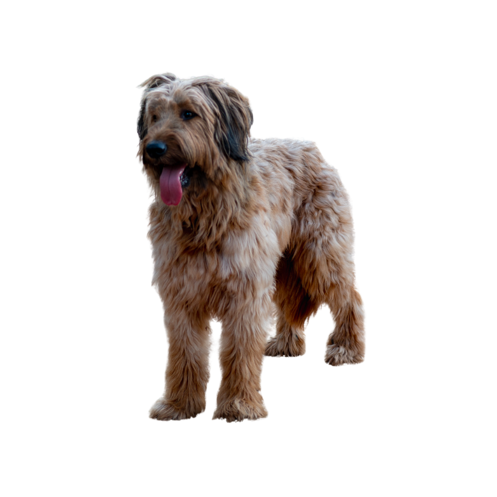 Berger de Brie (ou Briard)