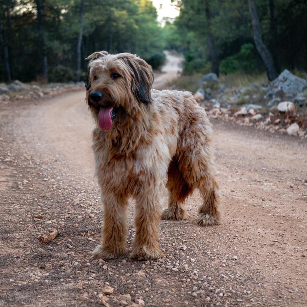 Berger de Brie (ou Briard)