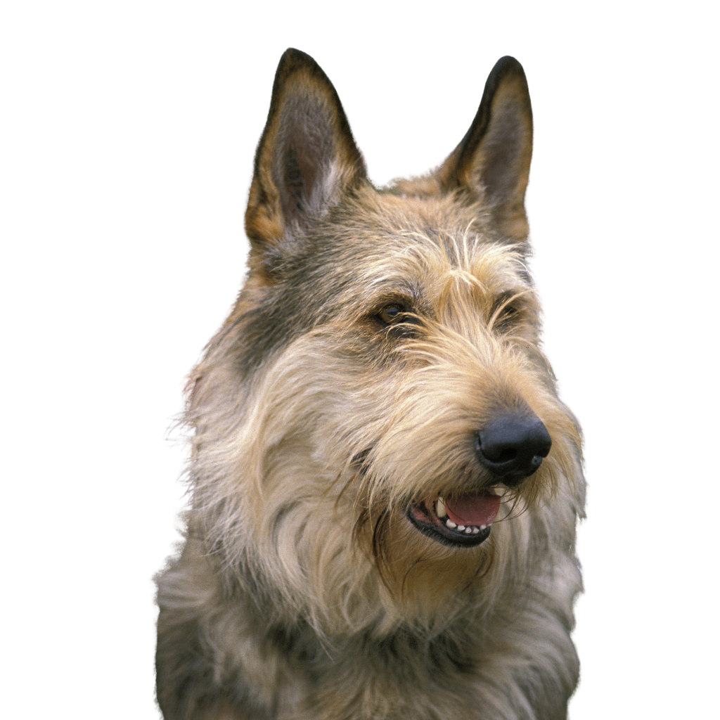 Picardy Shepherd (or Berger Picard)