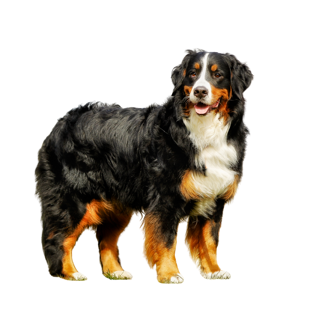 Berner Sennenhund (o Bouvier de Berna)