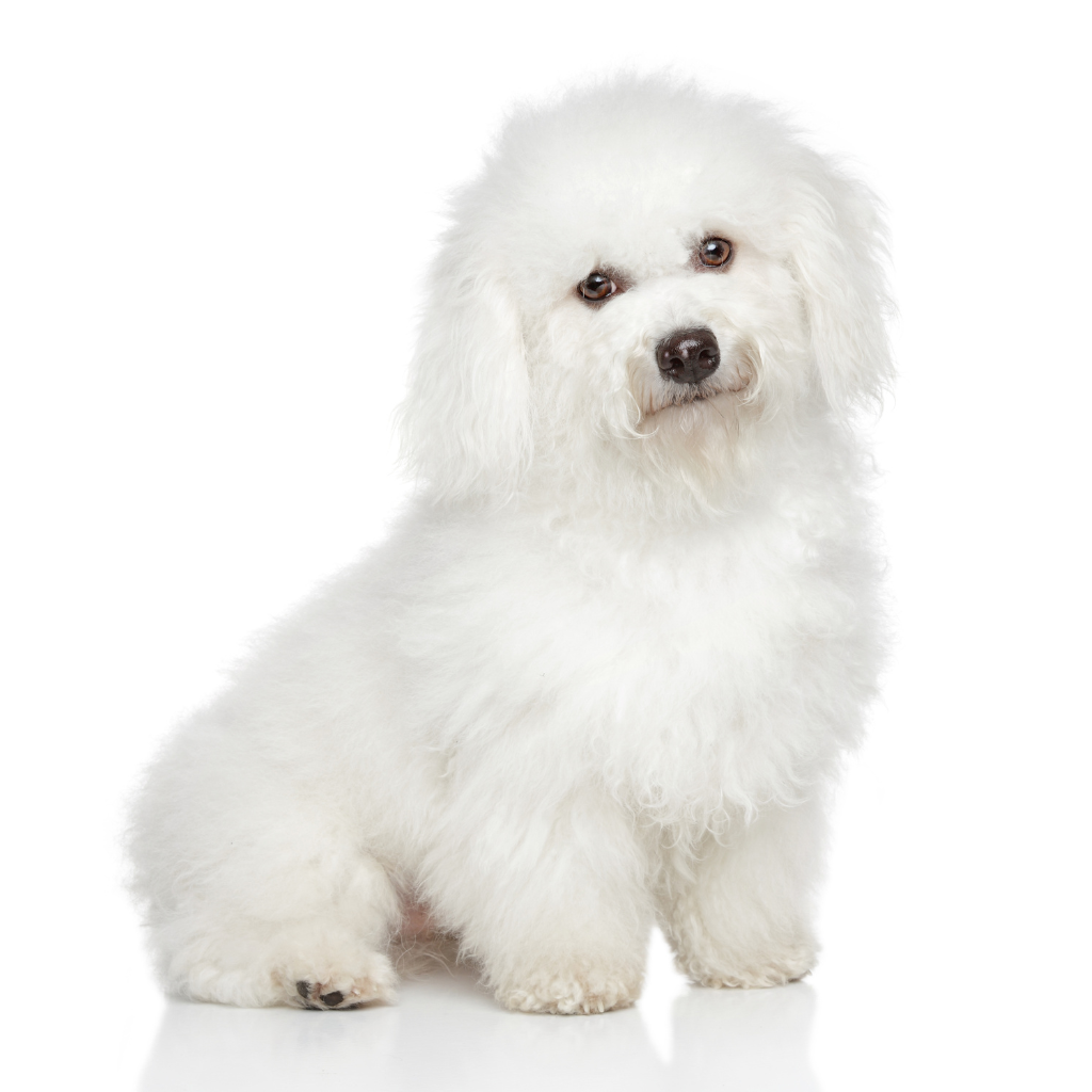 Bichon à poil frisé