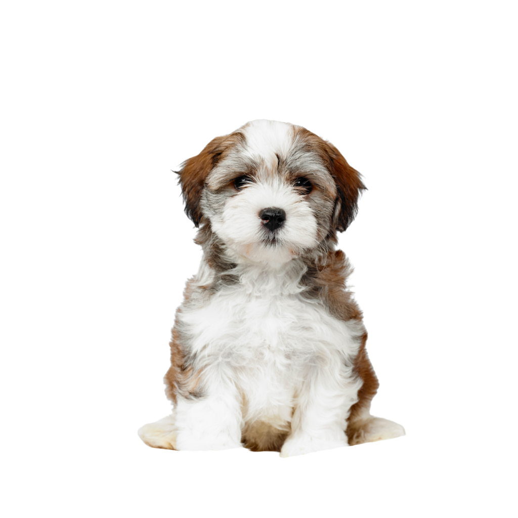 Bichón Habanero (o Perro de seda de La Habana, Habanero, Havanés)