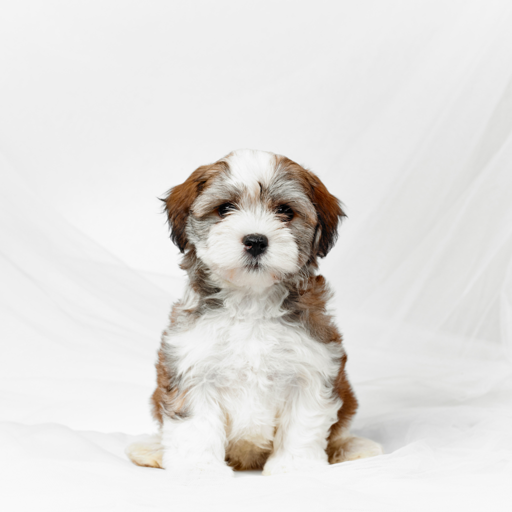 Bichon Havanais (ou Chien de soie de la Havane, Havanais, Havanese)
