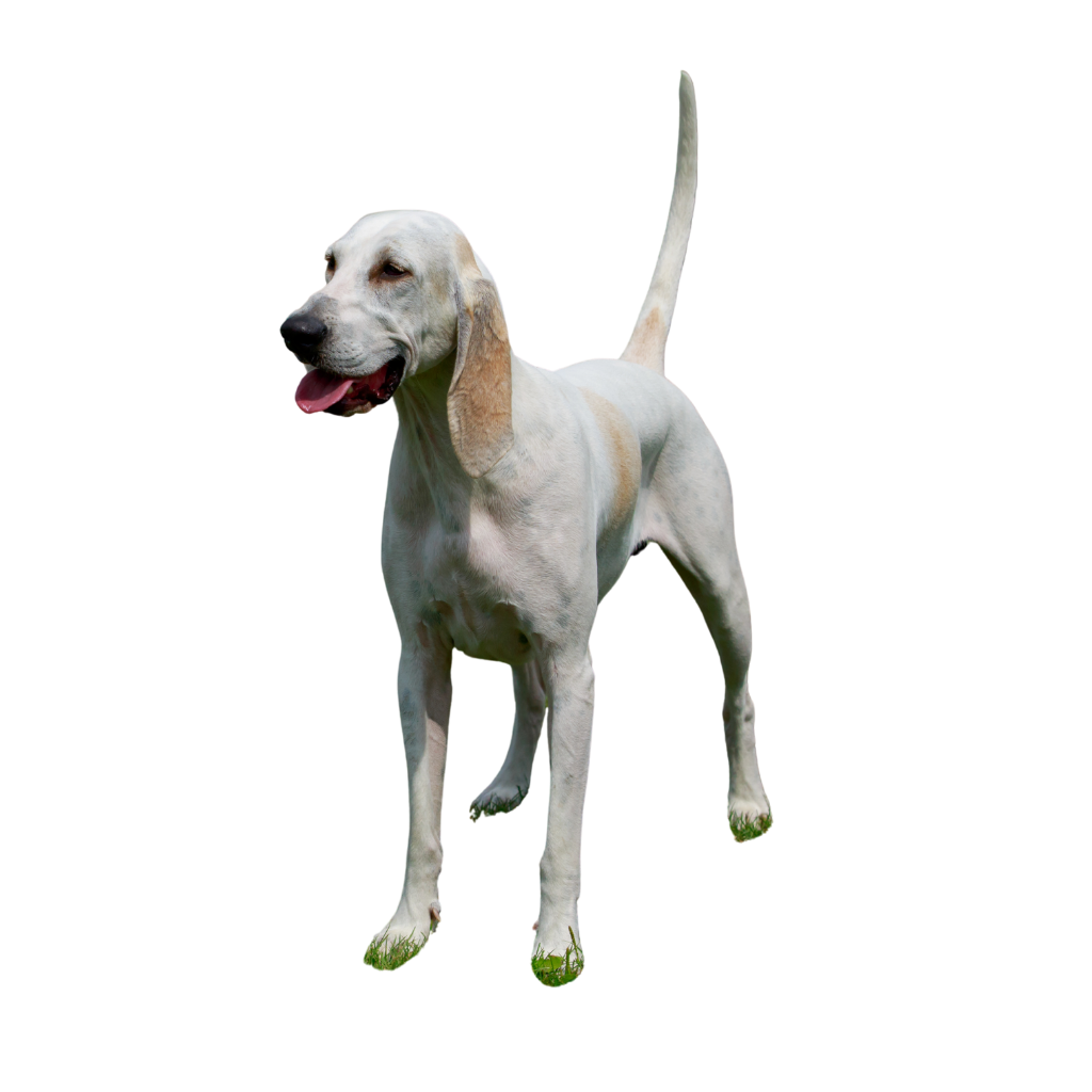 Billy (or Billy Dog)