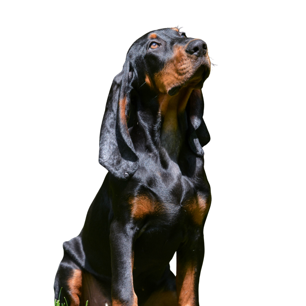 Black and Tan Coonhound (ou Chien noir et feu pour la chasse au raton laveur, Coonhound Noir et Feu)