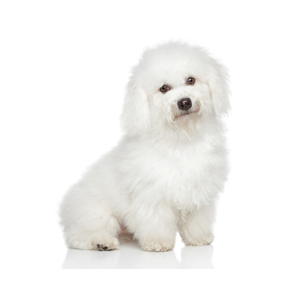 Bolognese (ou Bichon Bolonais)