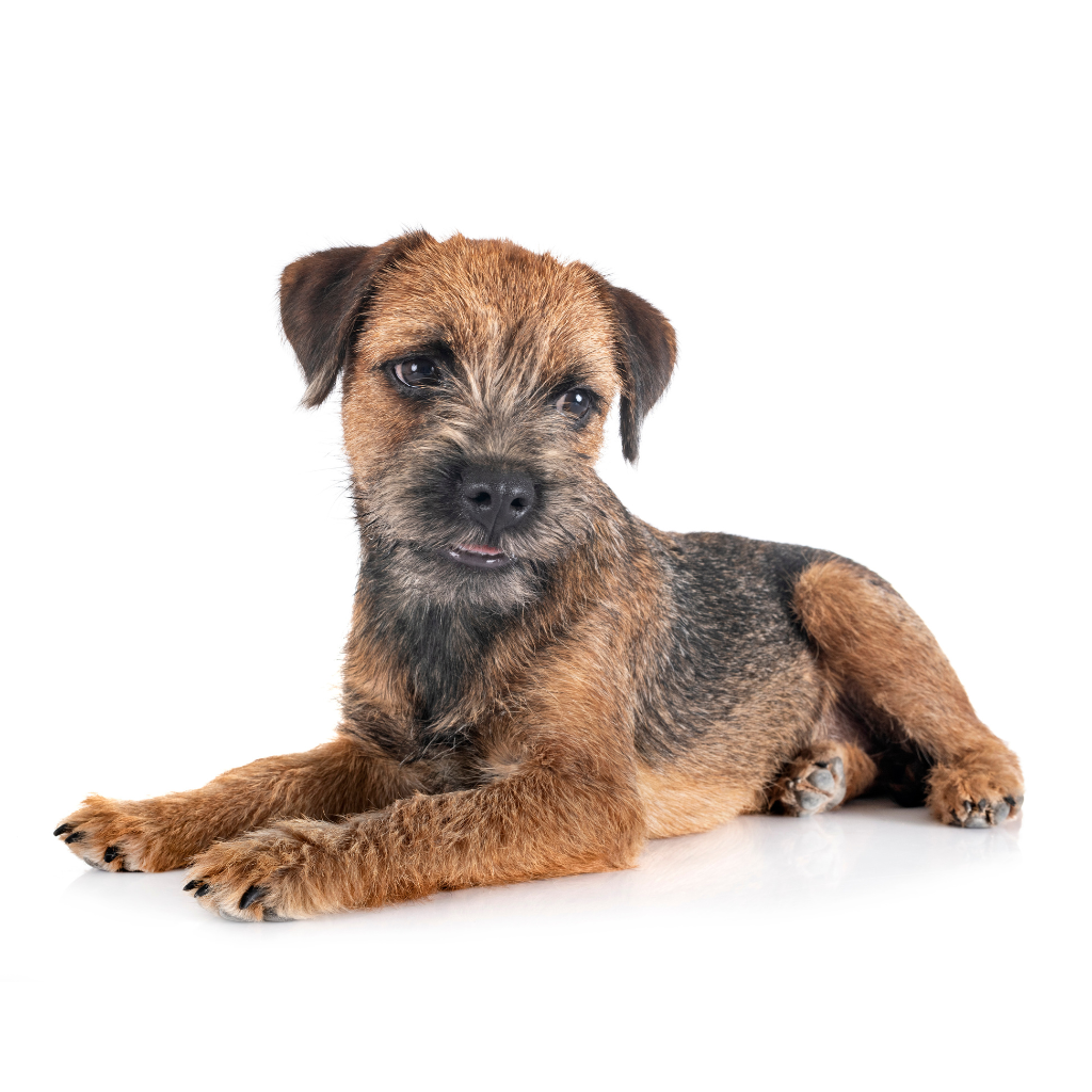 Border Terrier