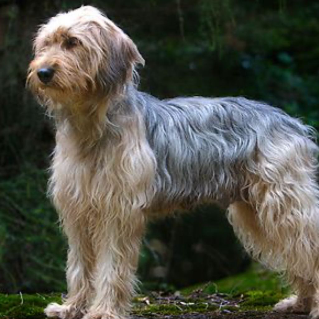 Bosanski Ostrodlaki Gonic-Barak (ou Chien courant de Bosnie à poil raide, Chien courant d'Illyrie, Barak, Bosanski Ostrodlaki Goni-Barak) 