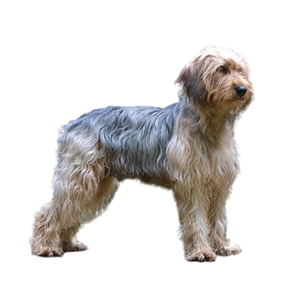 Bosanski Ostrodlaki Gonic-Barak (ou Chien courant de Bosnie à poil raide, Chien courant d'Illyrie, Barak, Bosanski Ostrodlaki Goni-Barak) 