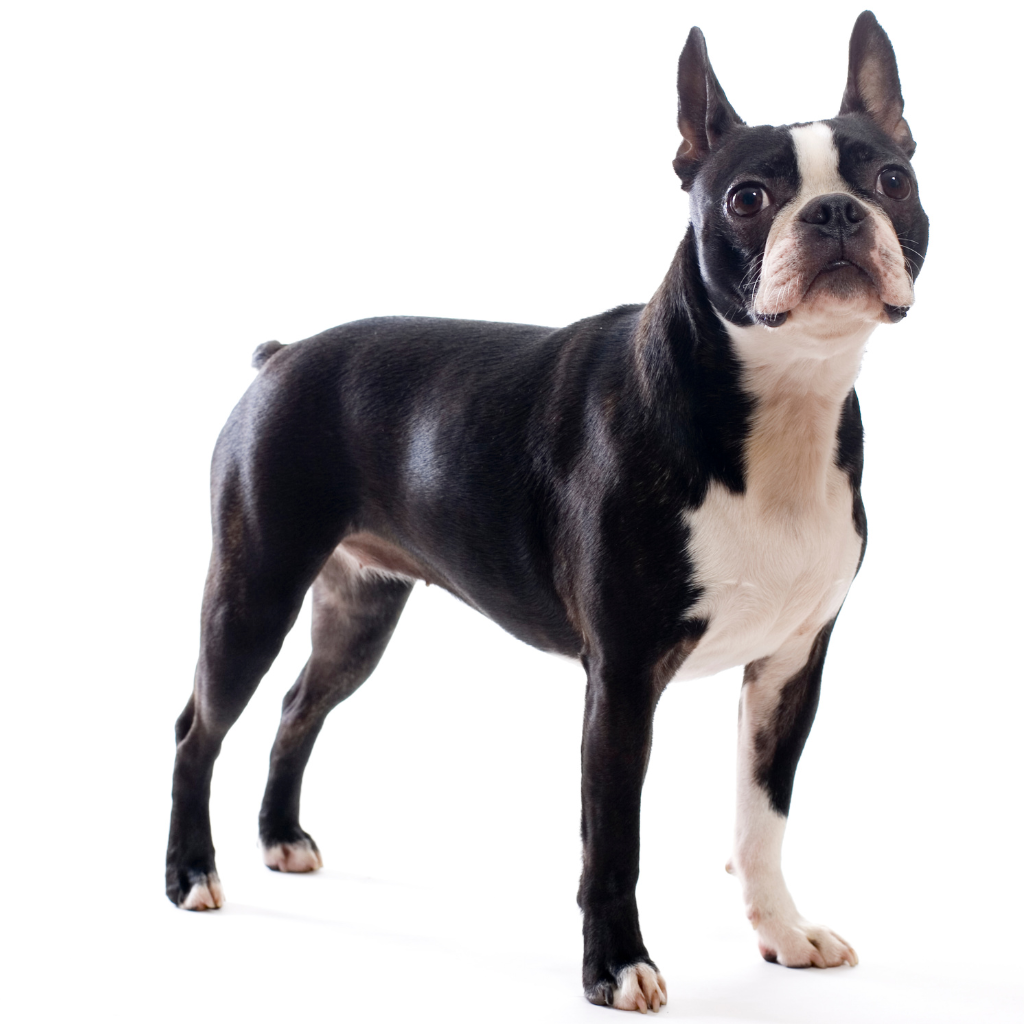 Boston Terrier