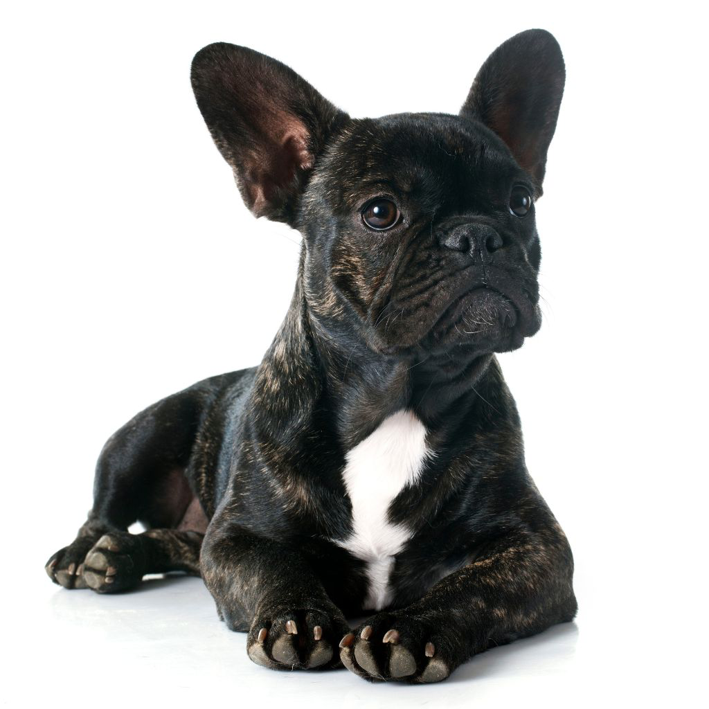 Bulldog francés