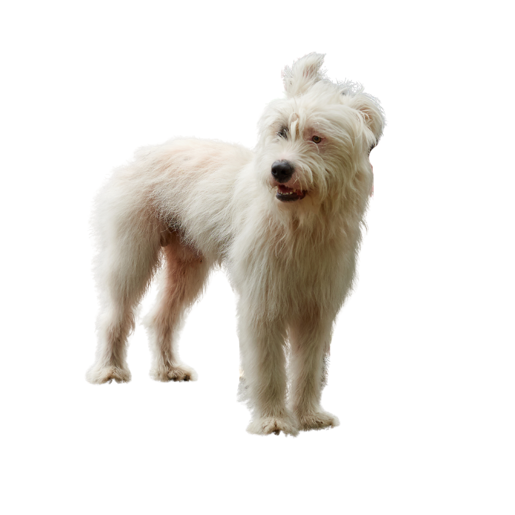 Bouvier de las Ardenas