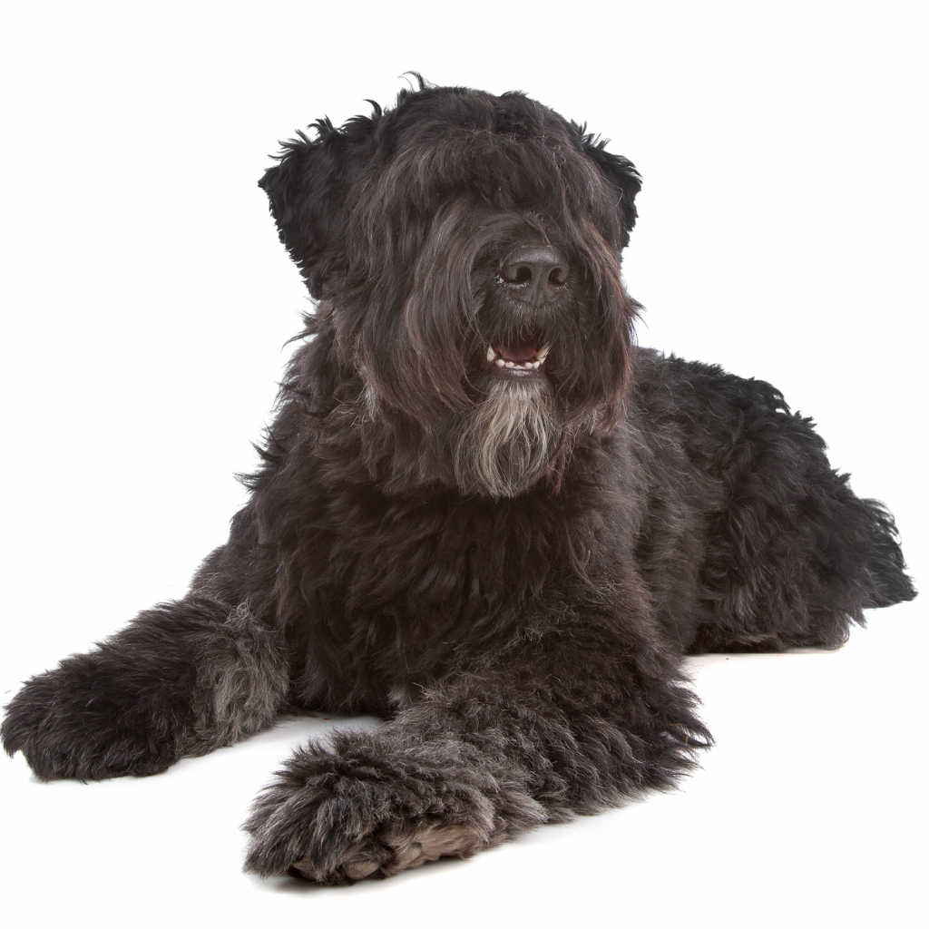 Bouvier des Flandres-Vlaamse Koehond (o Perro Boyero de Flandes)