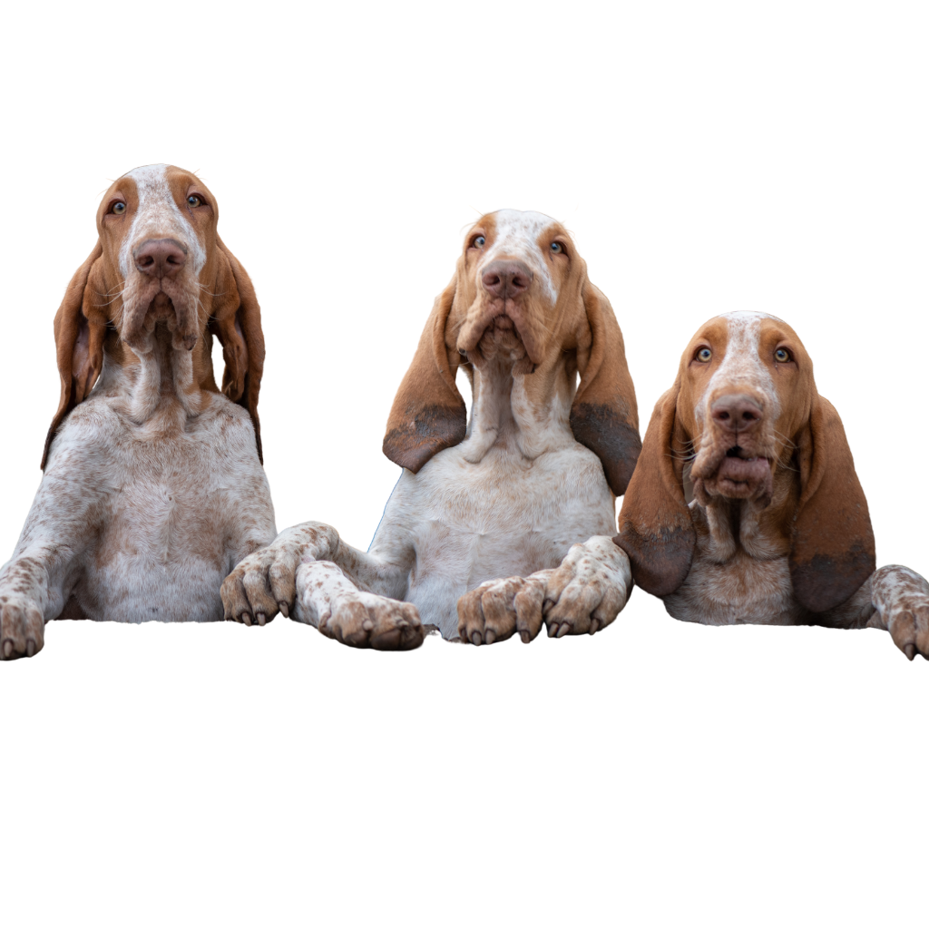 Bracco Italiano (ou Braque Italien) 