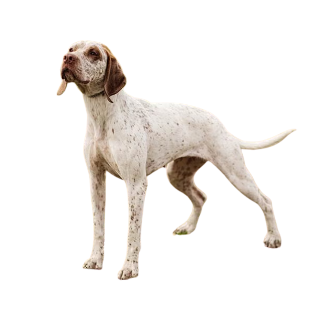 Braque de Bourbonnais