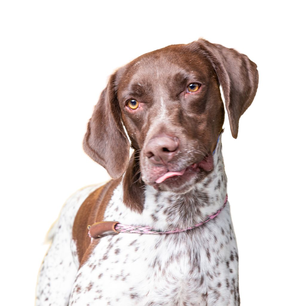 Braque Français - Type Gascogne