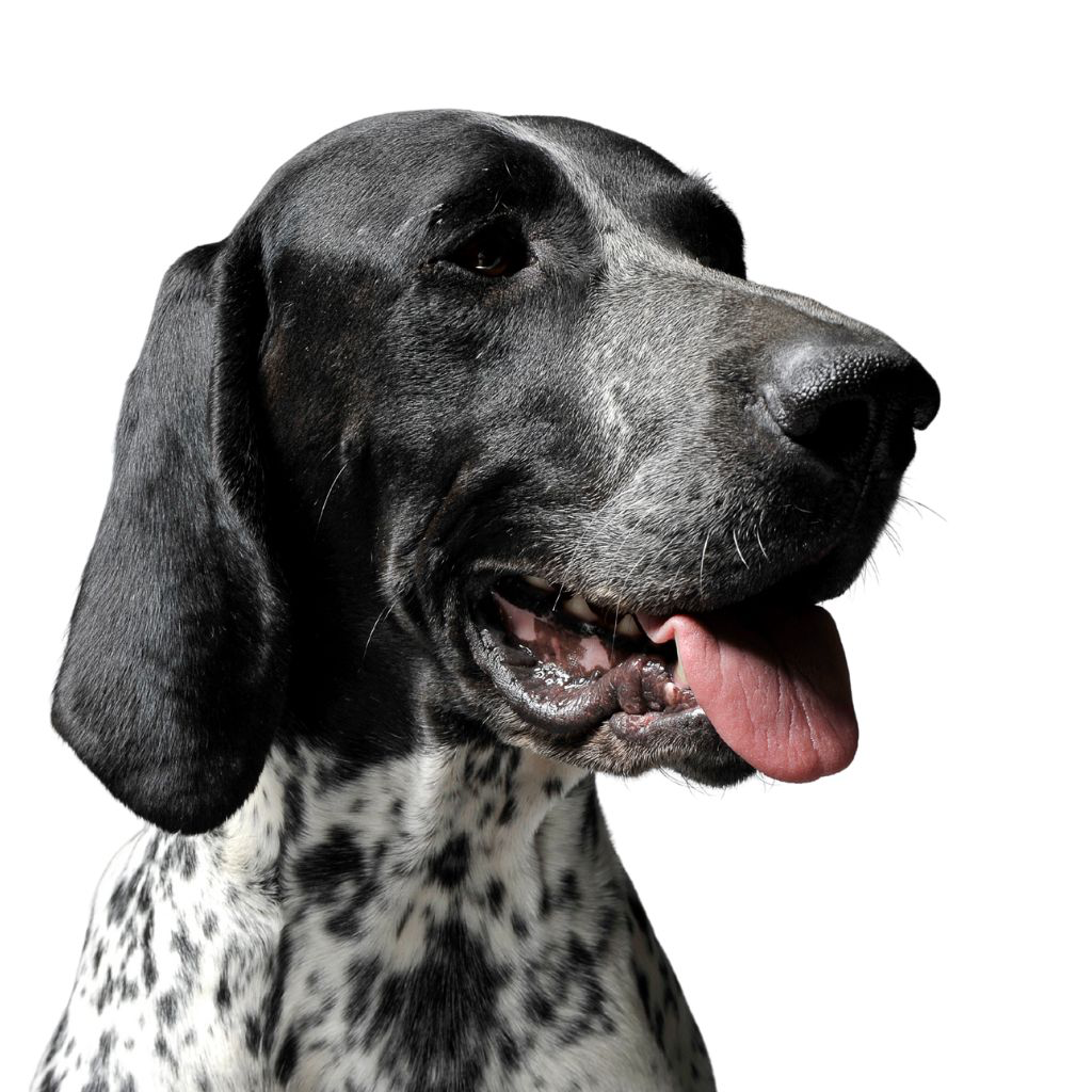 Braque Français - Type Pyrénées