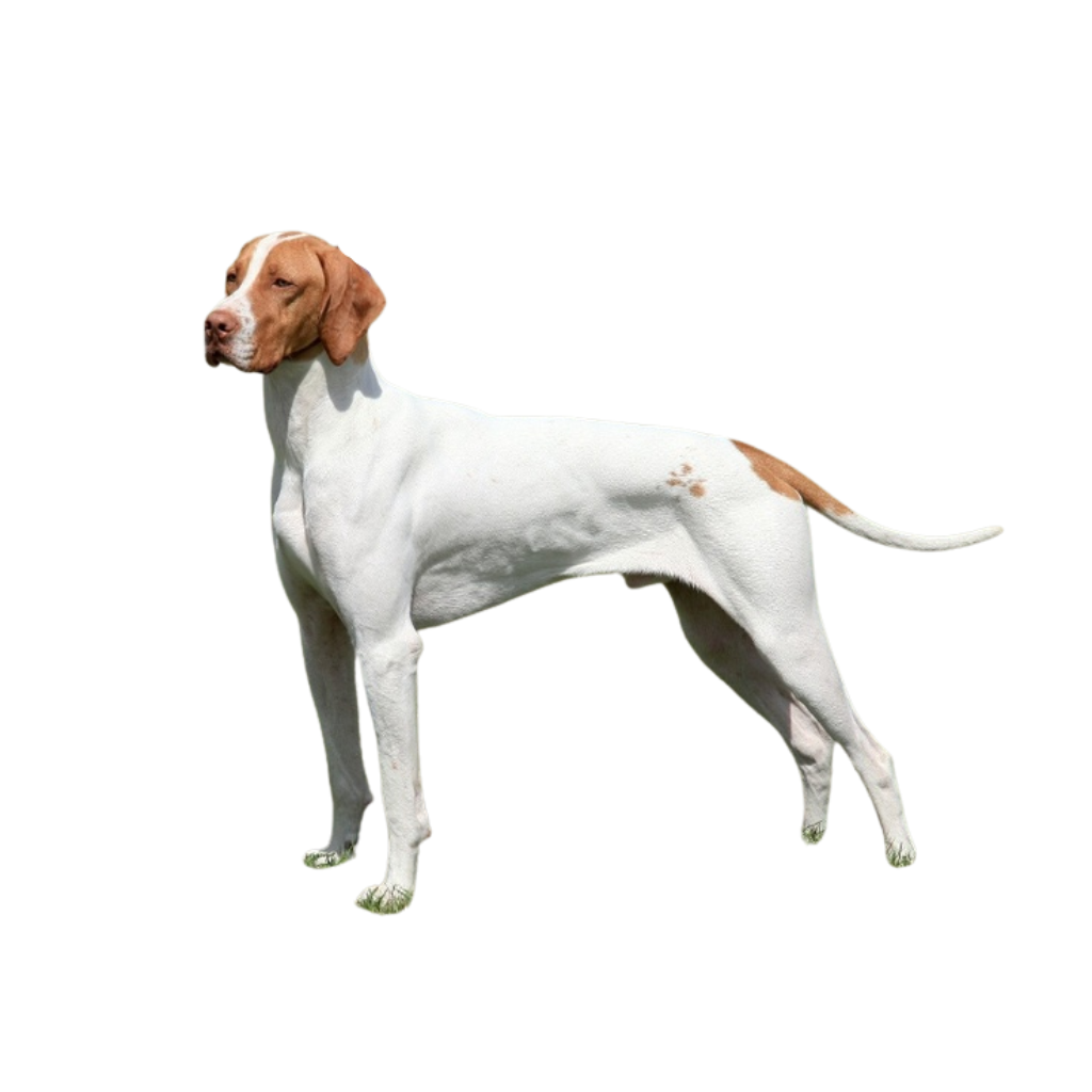 Braque Saint-Germain