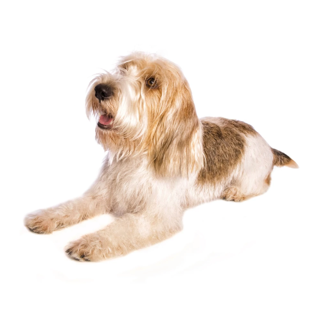 Briquet Griffon Vendéen