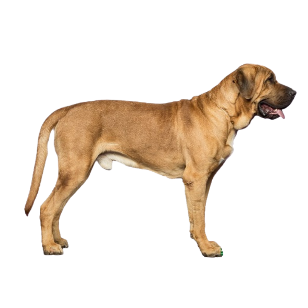 Broholmer (Dogo de Dinamarca)