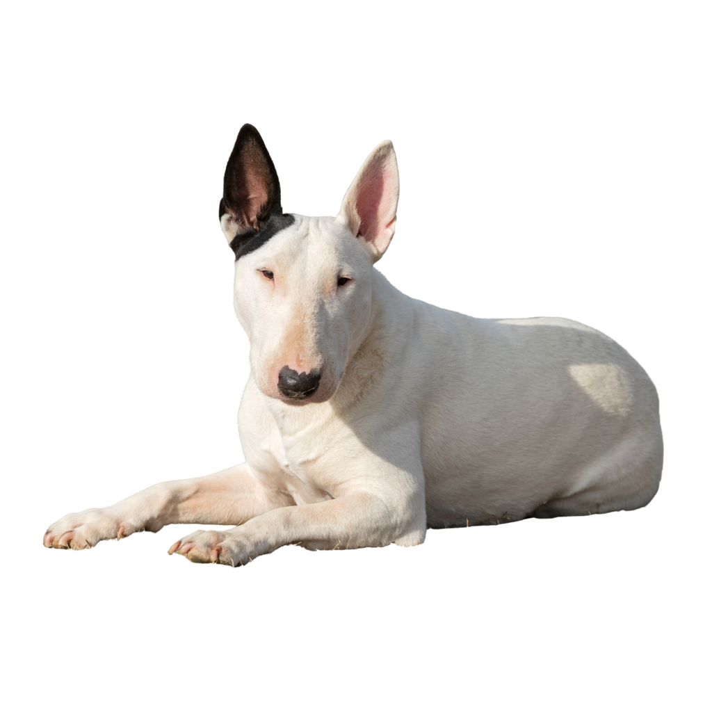 Bull Terrier (o Bull Terrier Inglés, Bull Terrier Estándar)